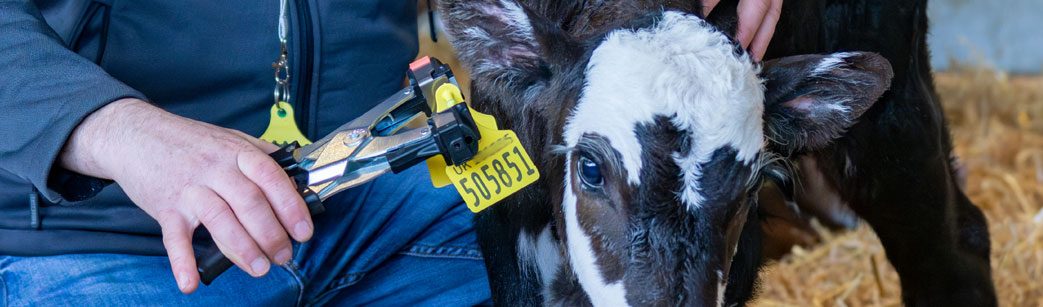 Applying a BVD tissue sampling tag